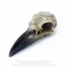 Omega Raven Skull