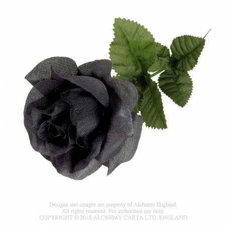 Black Imitation rose
