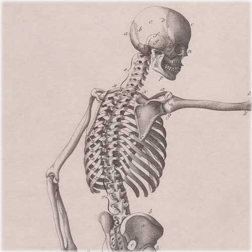 The Spine